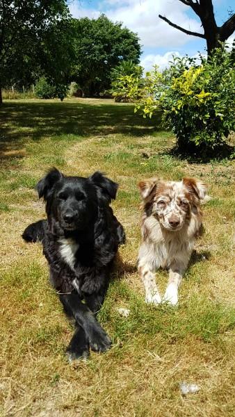 garde chien à domicile