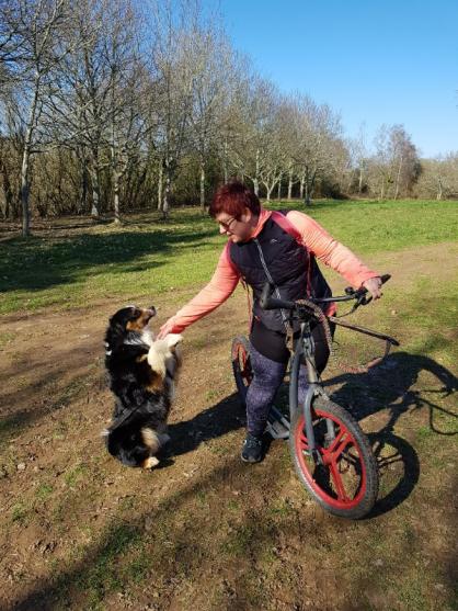 cani trottinette