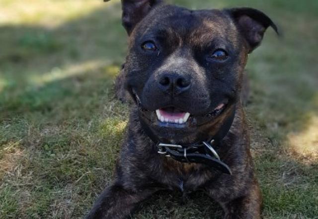 Jazz le Staffy, Yoda et Maya les chats, sans oublier le poisson, des soins pour tous.