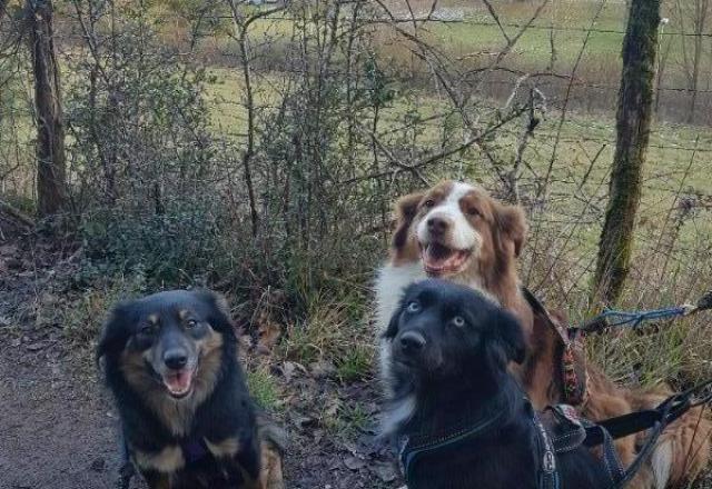 3 de mes Bergers Australiens en cani-randonnée : Jelly, Nesty et Swan.