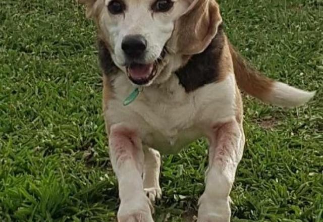 Ianka la Beagle et Isko le Golden Retriever : 2 habitués des visites à domicile