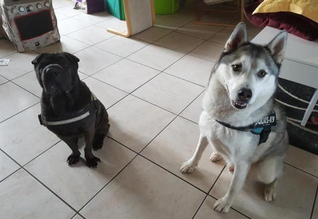 Heiji le Husky et Hasco le Sharpei : 2 poilus contents de profiter de balades.