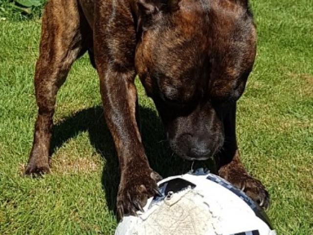 Jazz le Staffy, Yoda et Maya les chats, sans oublier le poisson, des soins pour tous.