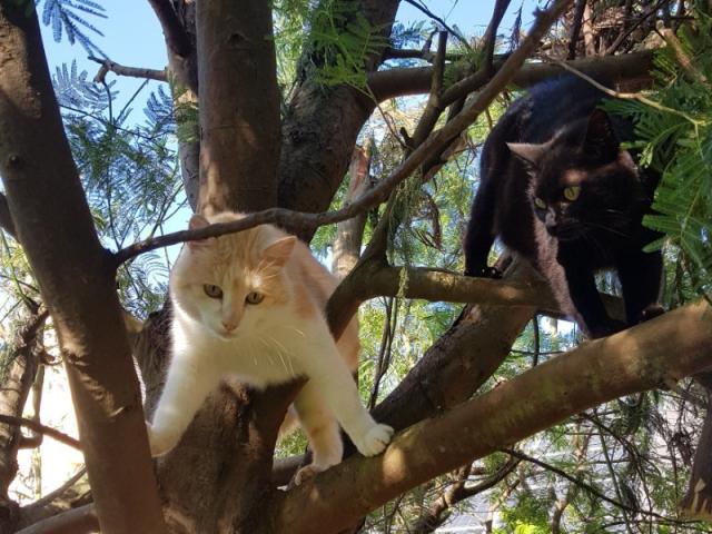 Jazz le Staffy, Yoda et Maya les chats, sans oublier le poisson, des soins pour tous.