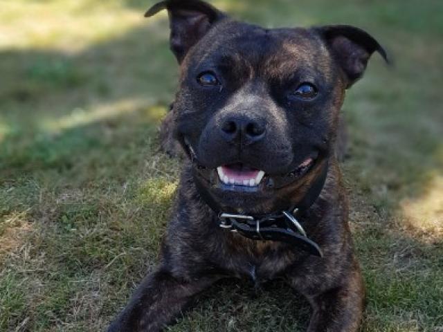 Jazz le Staffy, Yoda et Maya les chats, sans oublier le poisson, des soins pour tous.