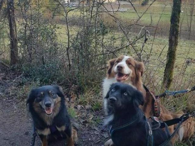 3 de mes Bergers Australiens en cani-randonnée : Jelly, Nesty et Swan.