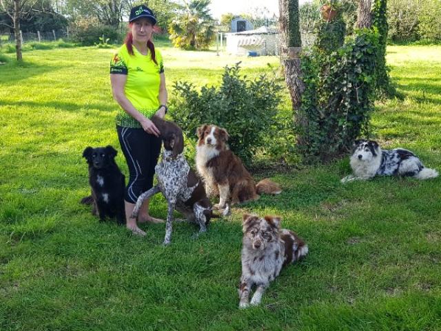 Un élevage de chiens de sport : des Bergers Australiens et des Braques Allemands.