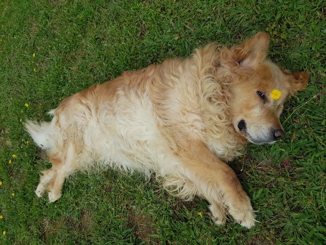 Besoin de faire garder vos chiens à domicile pendant les vacances ?