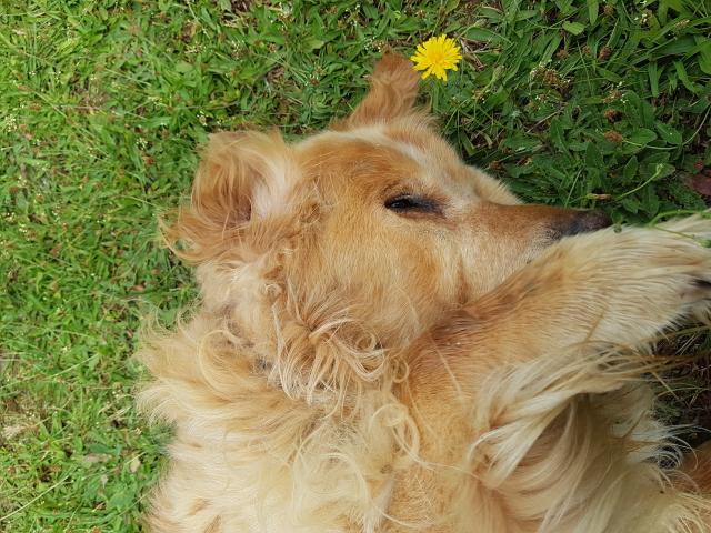 Besoin de faire garder vos chiens à domicile pendant les vacances ?