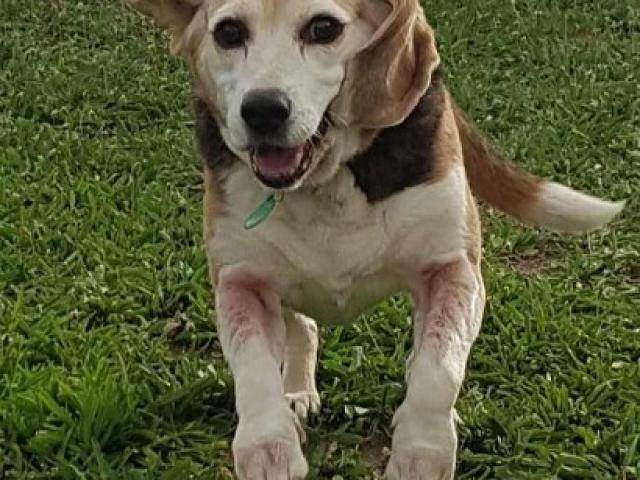 Ianka la Beagle et Isko le Golden Retriever : 2 habitués des visites à domicile