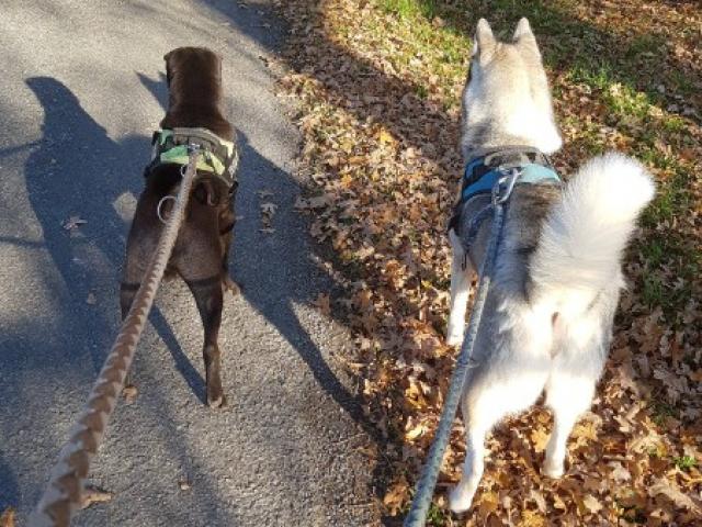 Heiji le Husky et Hasco le Sharpei : 2 poilus contents de profiter de balades.