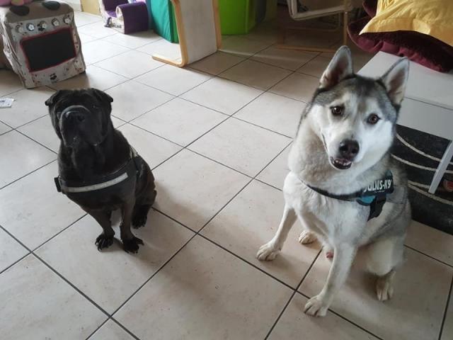 Heiji le Husky et Hasco le Sharpei : 2 poilus contents de profiter de balades.