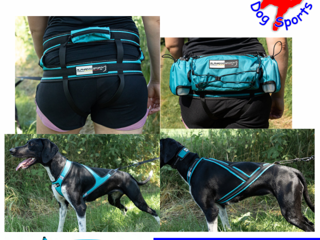 Nouveauté chez ALPHADOGSPORT : la couleur TEAL en Edition Limitée.